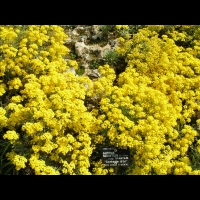 Corbeille d'or, Aurinia Saxatilis (ss esp Saxatilis)(fam. Brassicacees) (Europe cent. & ori.)(1)